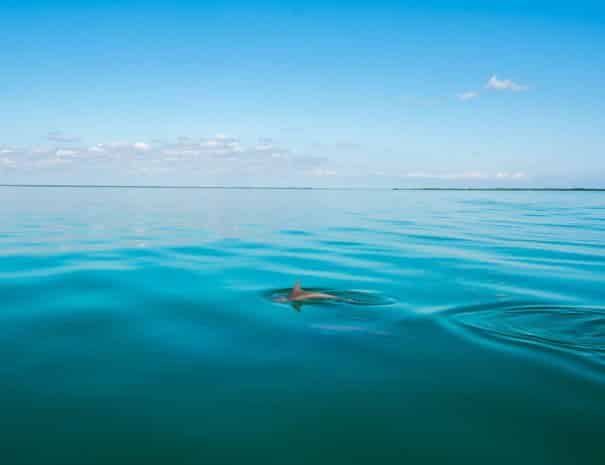 The-dolphins-of-the-Sian-Kaan-Biosphere